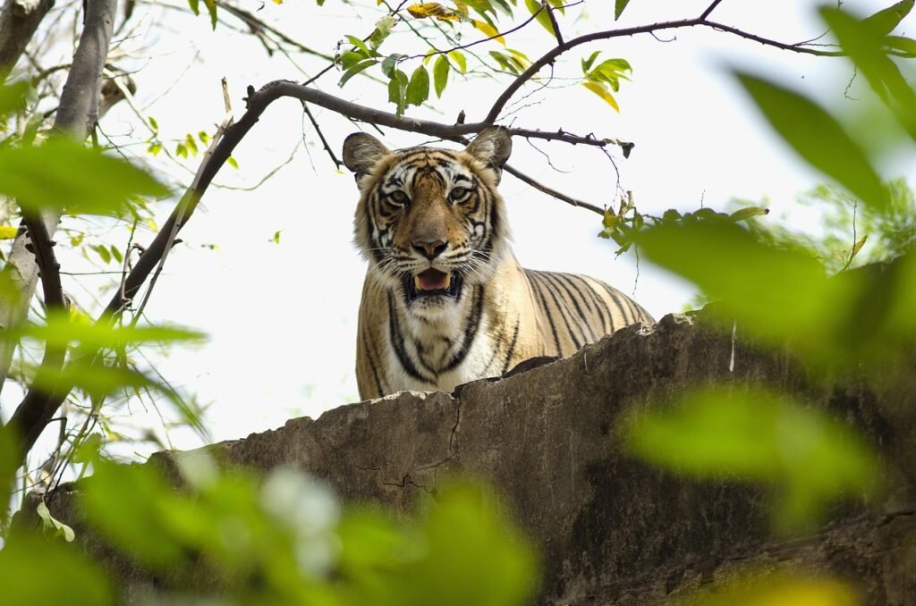 tiger 5185775 1280 tiger 5185775 1280
